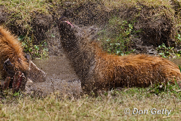 Spotted Hyena