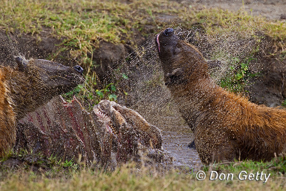 Spotted Hyena