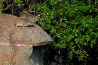 Rock Hyrax