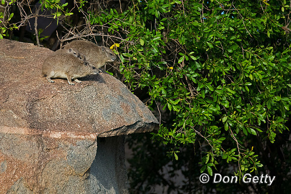 Rock Hyrax