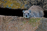 Hyrax, Rock