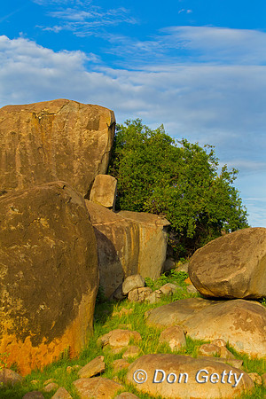 Rock Hyrax