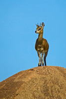 Klipspringer