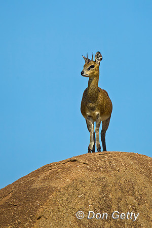 Klipspringer