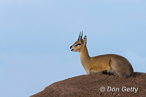 Klipspringer
