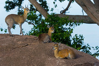 Klipspringer
