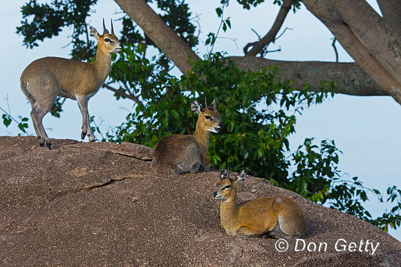 Klipspringer