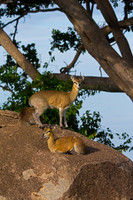 Klipspringer