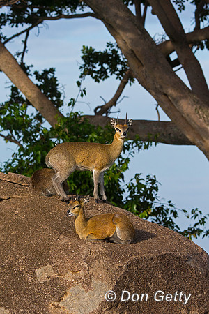 Klipspringer