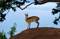 Klipspringer