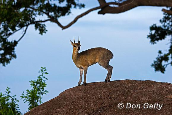 Klipspringer
