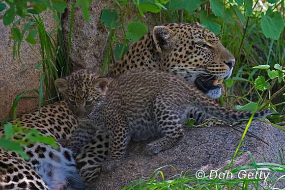Leopard