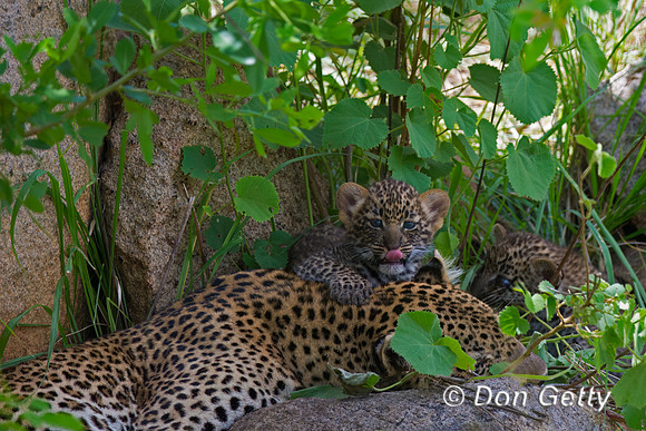 Leopard