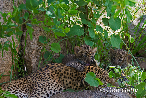 Leopard