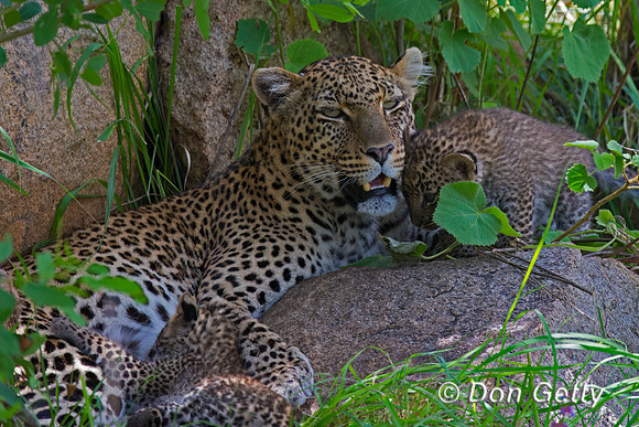 Leopard