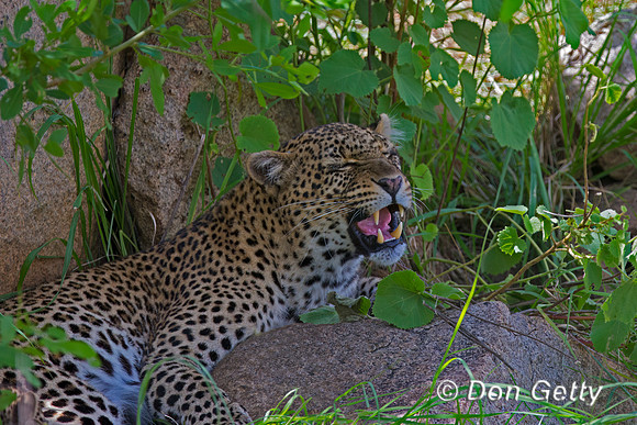 Leopard