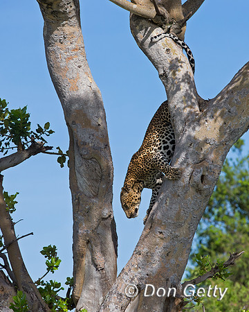Leopard
