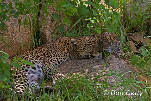 Leopard