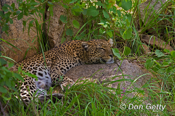 Leopard