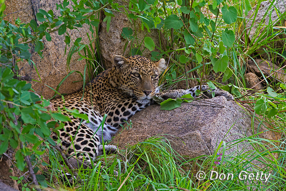 Leopard