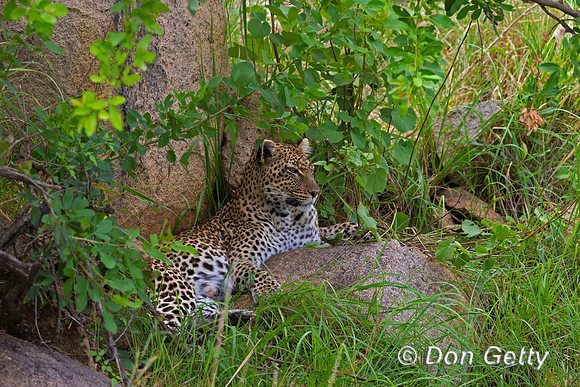 Leopard