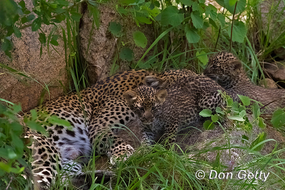 Leopard