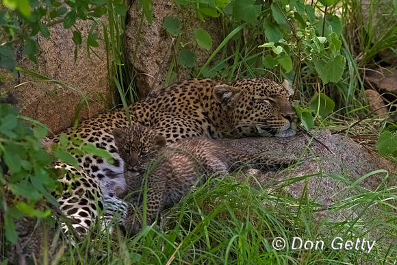 Leopard