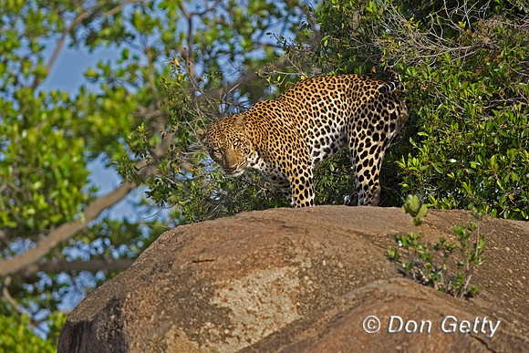 Leopard