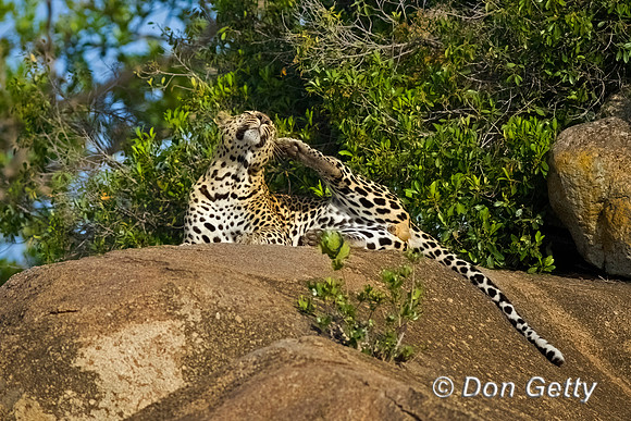 Leopard