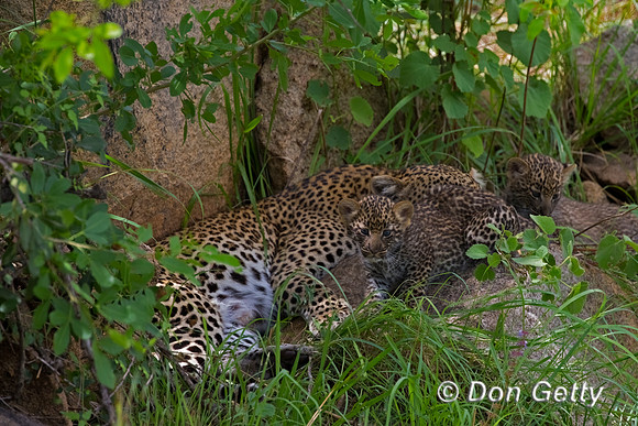 Leopard