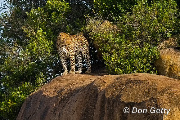 Leopard