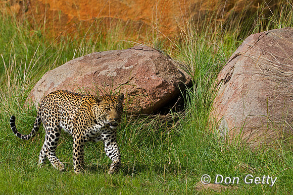 Leopard
