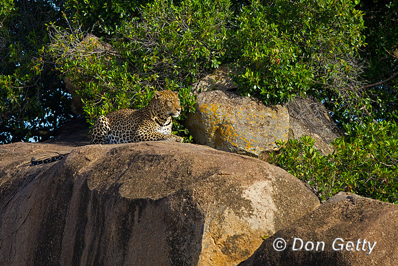Leopard