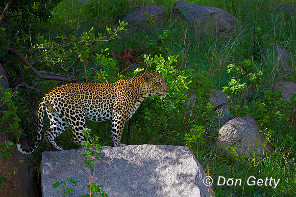 Leopard