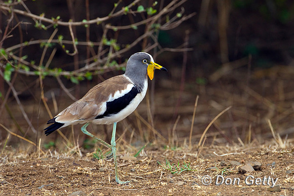 Lapwing_AW_Z2F6956