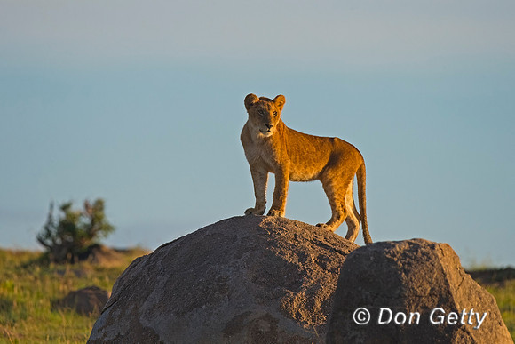 Lion