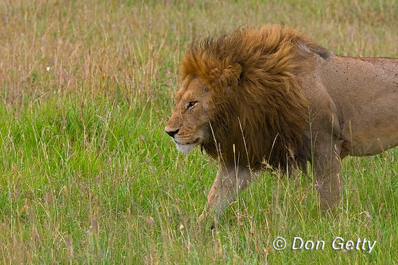 Lion