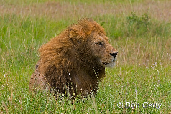 Lion