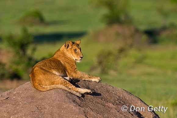 Lion