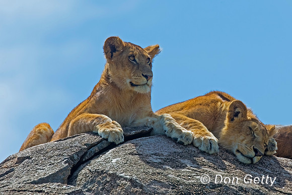 Lion