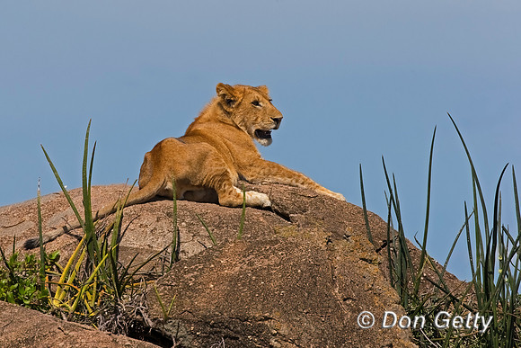 Lion