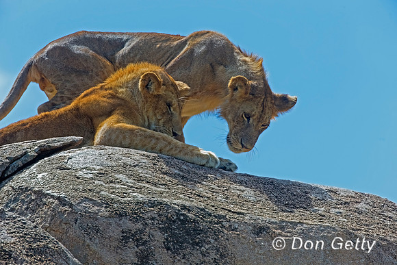 Lion