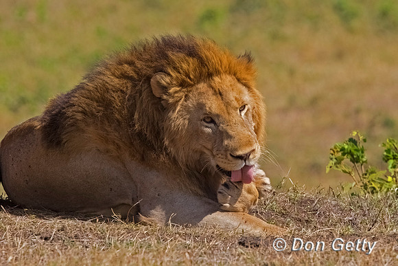 Lion