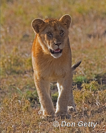 Lion