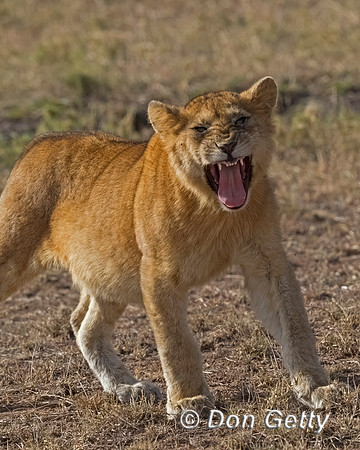 Lion