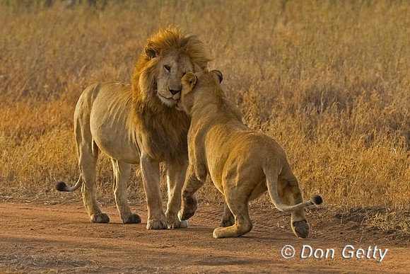 Lion