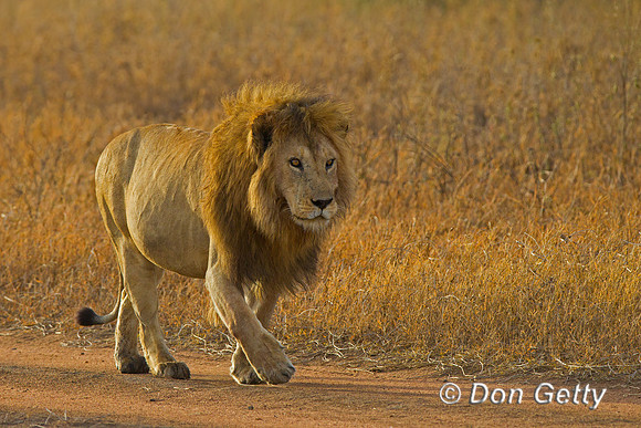 Lion