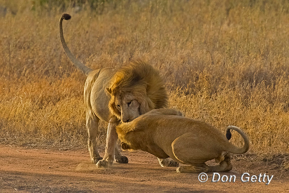 Lion