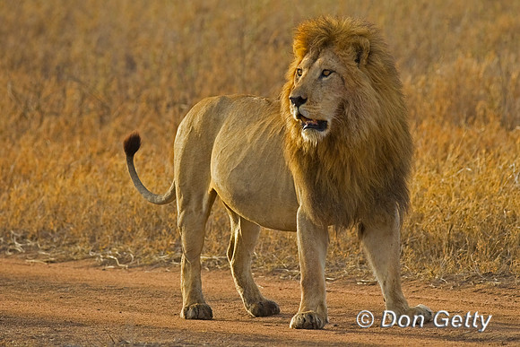 Lion