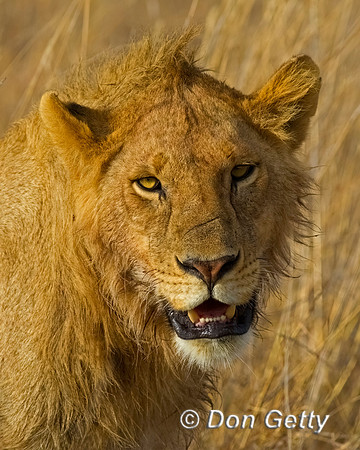 Lion